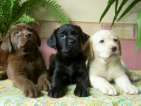 /album/fotogaleria/puppies-labrador-retriever-copia-jpg/